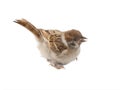 A small sparrow that flew out of the nest