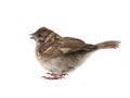 A small sparrow that flew out of the nest