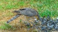 Small Sparrow Hawk bird perched on the ground