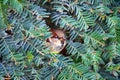 Small sparrow hidden Royalty Free Stock Photo