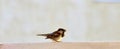 Small Sparrow