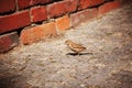 Sparrow jumps on the asphalt