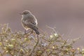 Small sparrow marico fly catcher in backlighting in the Palwag concession Namibia