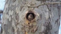Little sparrow peeking out from the nest of a tree, lerida, spain, europe