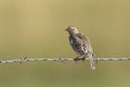 Small sparrow perched on barbed wire Royalty Free Stock Photo