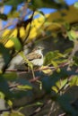 Small sparrow perched on a small branch