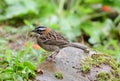 Small sparrow on a rock at a field