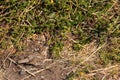 sparrow searching grass and weeds in summer Royalty Free Stock Photo