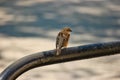 Small sparrow is sitting on curved pipe and looking back