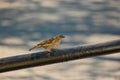 Small sparrow is sitting on railings and looking forward , a lot of copyspace