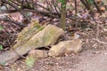 Small sparrow sitting on the stone in autumn forest, waiting for food. Brown background Royalty Free Stock Photo