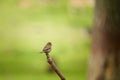 Small sparrow standing on the stick in the forest, close-up