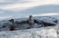 bathing sparrow outdoors Royalty Free Stock Photo