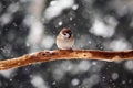 Small sparrow on twig close up