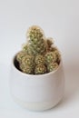Several cactus heads in the same pot