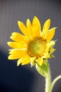 small species of helianthus annuus bloom in august Royalty Free Stock Photo