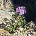 Desert Rocket Wildflower in Nahal Akev in Israel Royalty Free Stock Photo