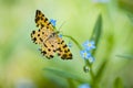 Small yellow butterfly moth Royalty Free Stock Photo