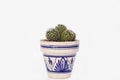 Small sphere cactus in clay pot painted Andalusian style Royalty Free Stock Photo
