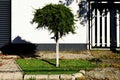 Small sphere shaped decorative evergreen tree with long slim trunk. shite stucco wall background.