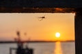 Small spider against the sunset