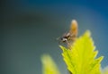 A small spider is caught on a green leaf. Royalty Free Stock Photo