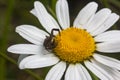 A small spider on a chamomile flower