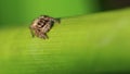 cute hairy spider climbing a green rod macro photography. this small arachnid is a dreadful predator who can jump 