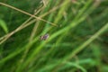 A small spider climbs in a cobweb that is on the grass