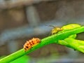 small spider confronts pupa larvae Royalty Free Stock Photo