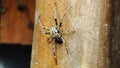 a small spider crawling on the leg of the chairÃ¯Â¿Â¼