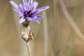 Small spider crawling on a blooming Cupid's dart flower