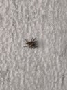 A small spider crawling on the wall is very small in size. Royalty Free Stock Photo