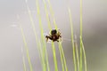 Small spider crawls on a green blade of grass. Arthropod and arachnid macro shot. Predator in the wildlife. Royalty Free Stock Photo