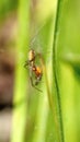 Small spider eating a tiny fly