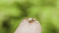 Small spider on the finger Royalty Free Stock Photo