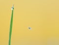 Small spider and grass blade with waterdrop Royalty Free Stock Photo
