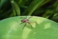 Small spider on green leaf Royalty Free Stock Photo