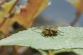 Small spider on green leaf Royalty Free Stock Photo
