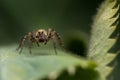 Small spider on a green leaf Royalty Free Stock Photo