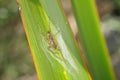 Small spider on a green and yellow lanceolate leaf. Formium Phormium variegated. Detail macro