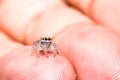 Small spider on hand Royalty Free Stock Photo