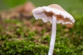 A small spider hides under a mushroom in autumn