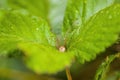 A Small spider insect on a plant in the meadow