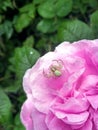 Small spider on a  rose flower. Royalty Free Stock Photo