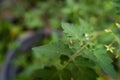 Small spider on leaf. A close up of the very small green spider on leaf Royalty Free Stock Photo