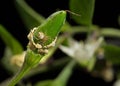 Small spider living in a chilli peper bush