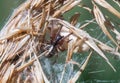 small spider in the middle of its web Royalty Free Stock Photo