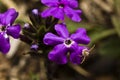 Small spider on a purple flwer with legs open