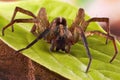 Spider sits on a green leaf Royalty Free Stock Photo